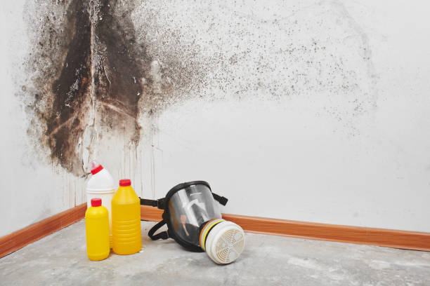 Reliable Nicholasville, KY Mold Remediation Solutions