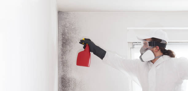 Best Kitchen Mold Remediation in Nicholasville, KY