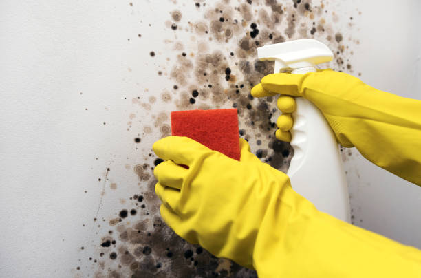 Best DIY Mold Remediation Support Services in Nicholasville, KY