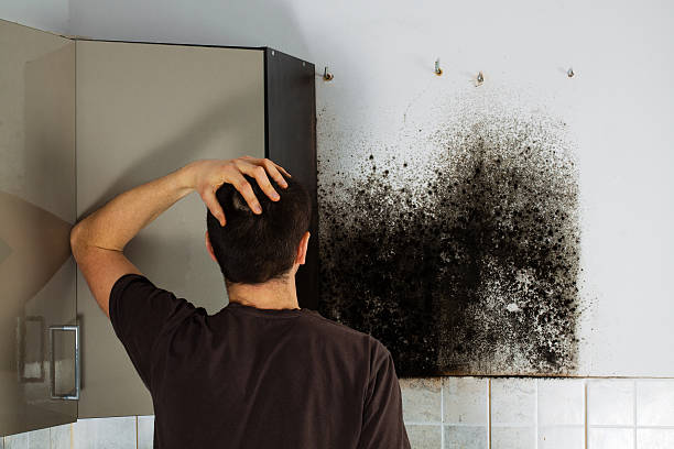Best Commercial Mold Remediation in Nicholasville, KY